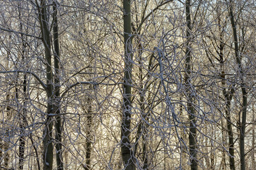 Snowy tree and sunbeams through trunks and branches.