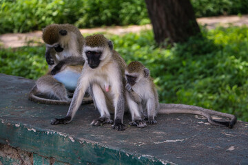 Vervet monkey family