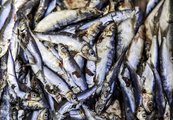 Fototapeta premium Anchovies in fishmonger