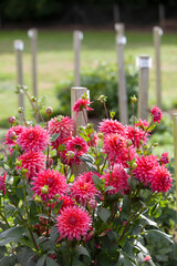 Assorted flowering dahlias at the National Dahlia Collection, Cornwall, UK © Simon