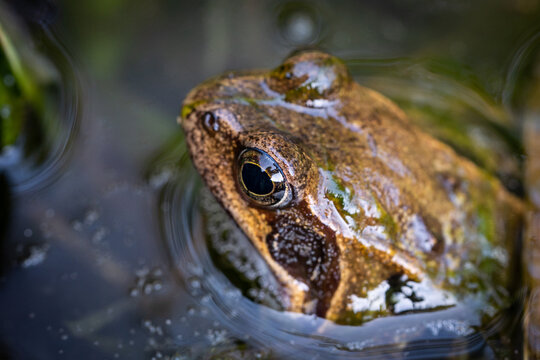 Frog sitting in a pond