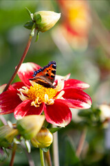 A Red Admiral butterfly on a dahlia flower head