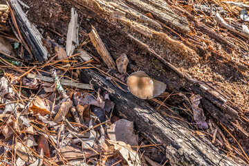 Mushroom on a rotting log