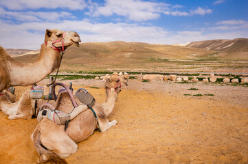 Camels in the desert. Camels in nature, sky, hills, sand