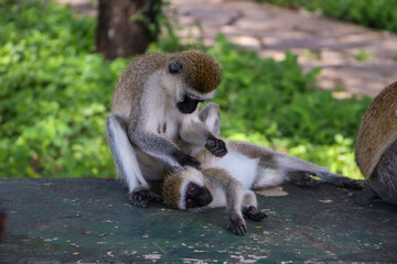 Blue Vervet monkey mother and small monkey