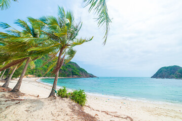 Secluded tropical beach turquoise transparent water palm trees, Bai Om undeveloped bay Quy Nhon...