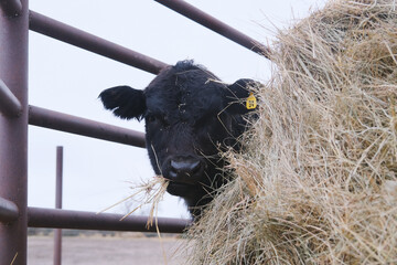 Black angus calf hiding behind hay while eating on beef farm. © ccestep8