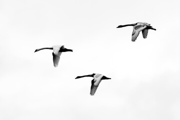 Silhouettes of flying swans, black white picture