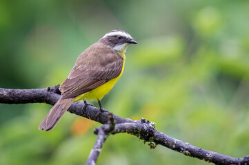Fototapeta premium Flycatcher resting on a dry branch