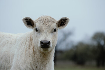 Charolais beef bull calf portrait close up with blurred background on farm.