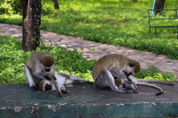 Vervet monkey