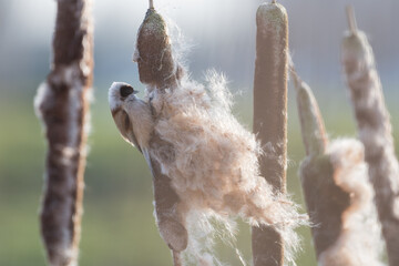 Eurasian Penduline Tit (Remiz pendulinus) collected its nesting material from the Bulrush.