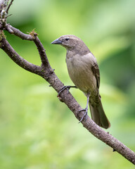 Rare-shaped bird perched on a dry tree looking to the left