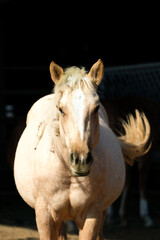 Hot mess palomino horse portrait with black background close up.