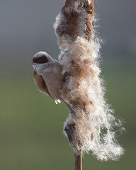 Eurasian Penduline Tit (Remiz pendulinus) collected its nesting material from the Bulrush.