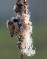 Eurasian Penduline Tit (Remiz pendulinus) collected its nesting material from the Bulrush.