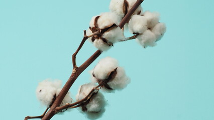 Cotton branch. Real delicate soft and gentle natural white cotton balls flower branches on blue light green background. Flowers composition. japanese minimal style. nature and cotton flowers concept
