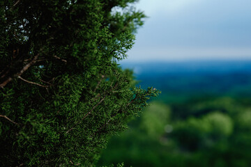 Obraz na płótnie Canvas Ashe Juniper tree close up with blurred Texas landscape background.