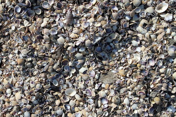 pebbles on the beach