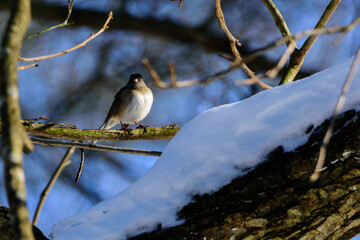Dark Eyed Junco Perched In Tree-8995
