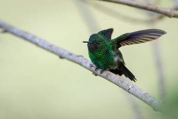 Hummingbird doing muscle stretch from a small diagonal branch