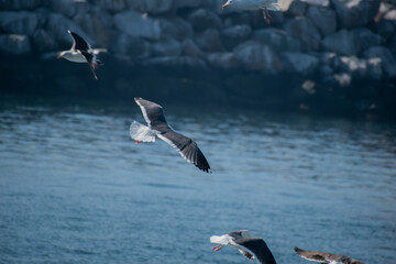 Birds soar over the pacific ocean in Los Angeles 