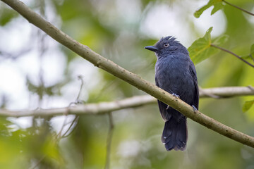 Small black bird perched on the branches of a tree looking to the left