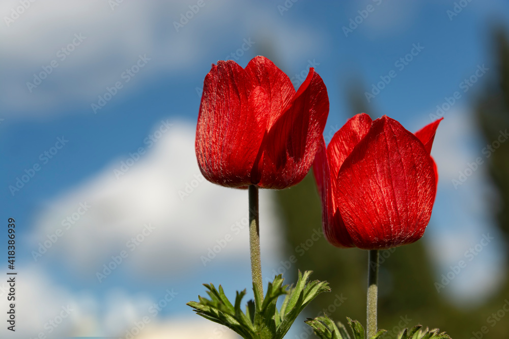 Wall mural background for postcards for may 9, victory day, as well as memorial day. two red flowers against a 