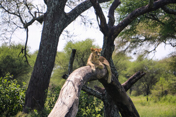 Lioness on the tree in the savannah