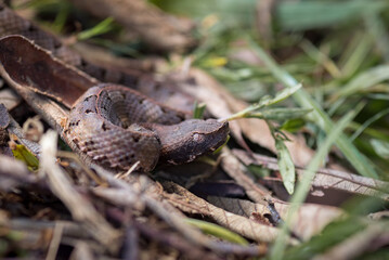 Viper resting on some dry leaves on the ground
