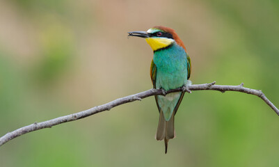 Bienenfresser - European bee-eater (Merops apiaster)