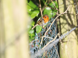 Robin Perched on a Wire Fence Looking at the Camera