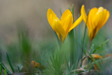 Group of yellow crocus in the forest in February