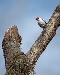 Beautiful bird perched on a dead tree with the sky in the background