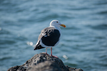 Birds soar over the pacific ocean in Los Angeles 