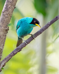Beautiful blue bird perched on a diagonal branch while looking down