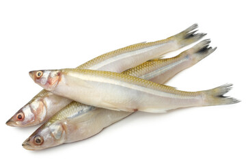 Smelt fish