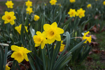 Obraz premium Closeup of yellow daffodils flowers in a public garden