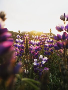 Closeup detail of purple blue andean mountain flower plant lupin chocho Lupinus mutabilis Quilotoa Ecuador South America
