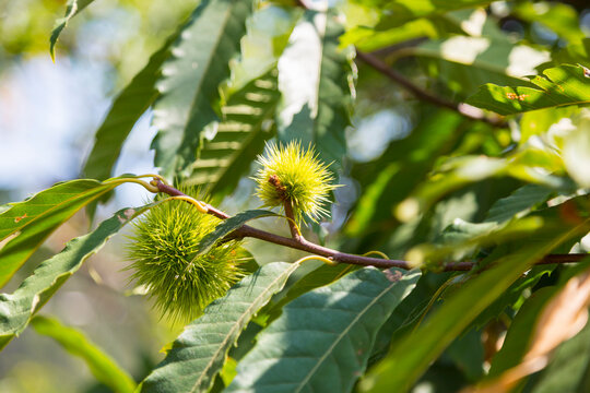 Sweet chestnut (castanea sativa), close up