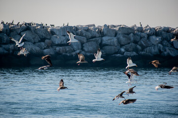 Birds soar over the pacific ocean in Los Angeles 
