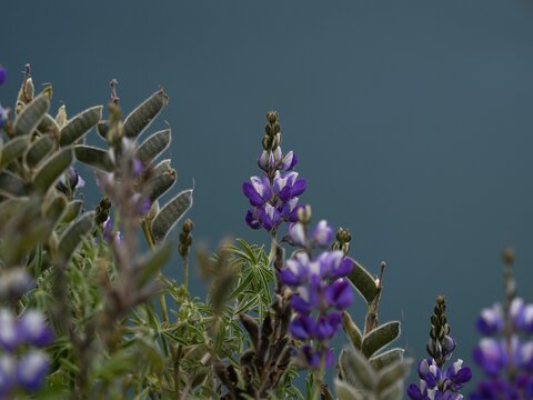Closeup detail of purple blue andean mountain flower plant lupin chocho Lupinus mutabilis Quilotoa Ecuador South America