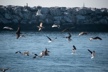 Birds soar over the pacific ocean in Los Angeles 