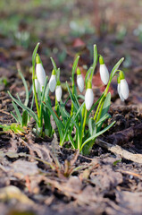 White snowdrops bloom in the garden. Early spring flowers. Galanthus nivalis. Flowers in February, March. 