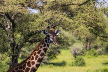 Giraffe on safari in the savanna in Africa