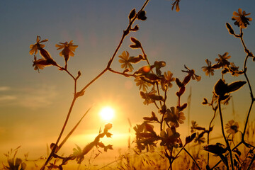 Detail of backlit wildflowers in wheat field at sunset, close up