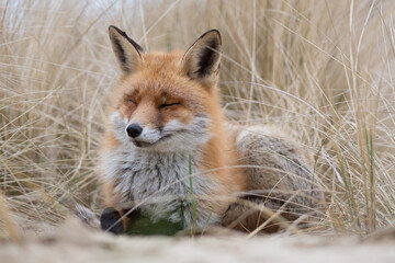 Naklejka premium Red fox is relaxing out of the wind, photographed in the dunes of the Netherlands.
