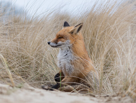 Red fox is relaxing out of the wind, photographed in the dunes of the Netherlands.