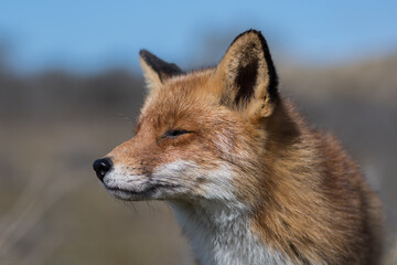 Naklejka na ściany i meble Red fox enjoys the sun, photographed in the dunes of the Netherlands.