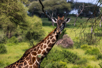 Giraffe on safari in the savannah in Tanzania